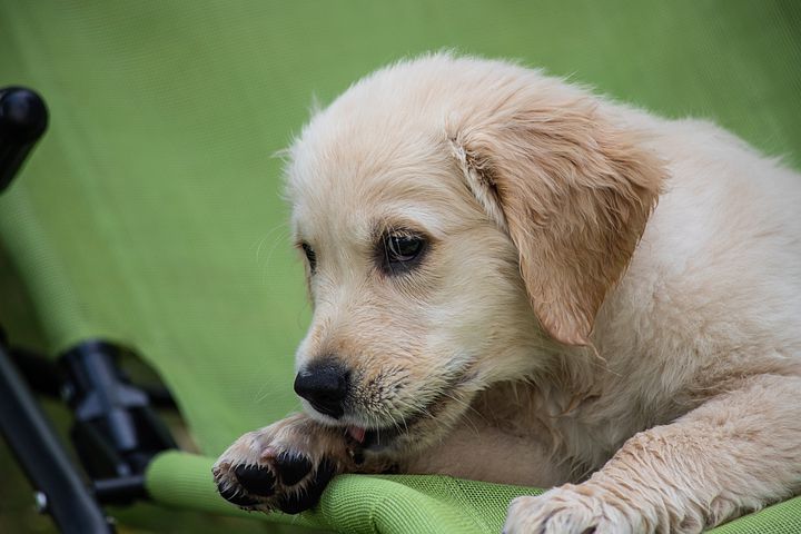 Random Dog