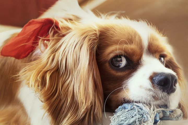 Random Dog
