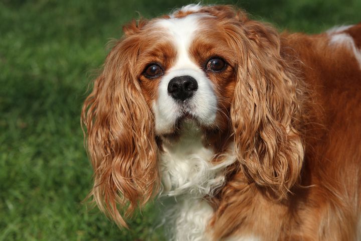 Random Dog